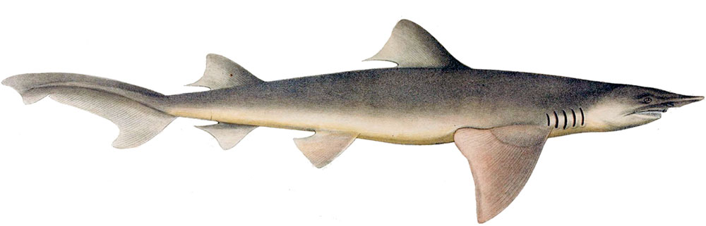 Picture 2 of River sharks - Fact or rumor?