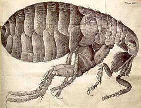 Robert Hooke (1635-1703): The person who discovered the cell images 3