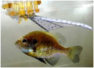 Picture 1 of Robotic fish fins for submarines