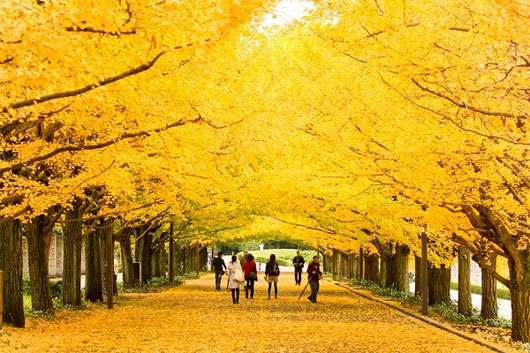 Picture 4 of Romantic autumn roads around the world