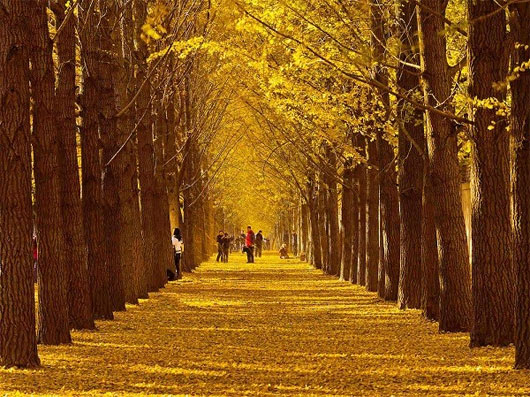Picture 5 of Romantic autumn roads around the world