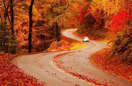 Picture 8 of Romantic autumn roads around the world