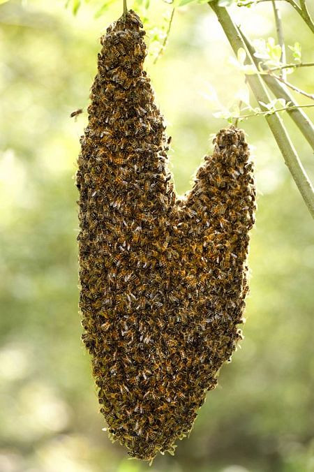 Picture 1 of Romantic hearts between nature