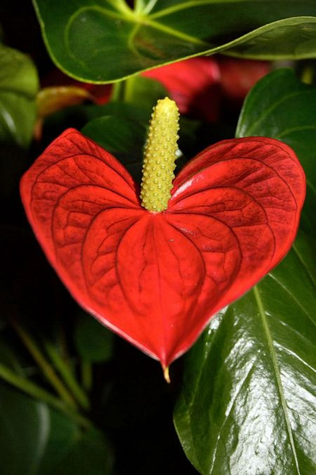 Picture 13 of Romantic hearts between nature