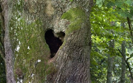 Picture 14 of Romantic hearts between nature