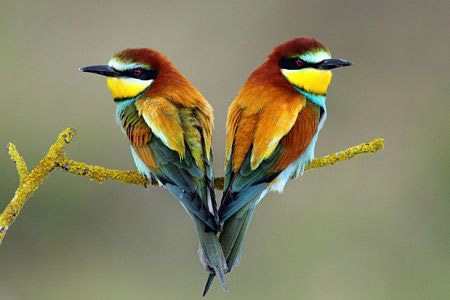 Picture 15 of Romantic hearts between nature