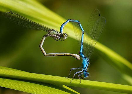 Picture 2 of Romantic hearts between nature