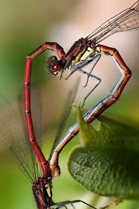 Picture 3 of Romantic hearts between nature