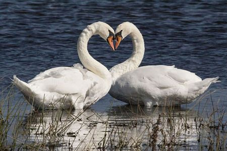 Picture 4 of Romantic hearts between nature