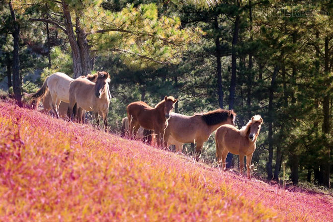 Picture 1 of Romantic rose grass hill in Da Lat