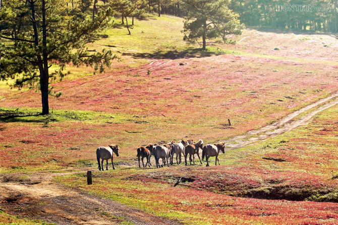 Picture 2 of Romantic rose grass hill in Da Lat