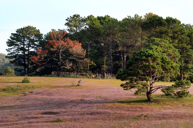 Picture 3 of Romantic rose grass hill in Da Lat