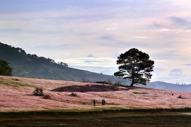Picture 4 of Romantic rose grass hill in Da Lat