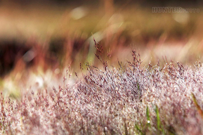 Picture 6 of Romantic rose grass hill in Da Lat