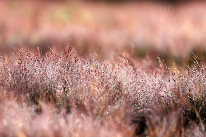 Picture 7 of Romantic rose grass hill in Da Lat