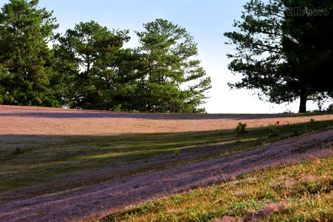 Picture 8 of Romantic rose grass hill in Da Lat