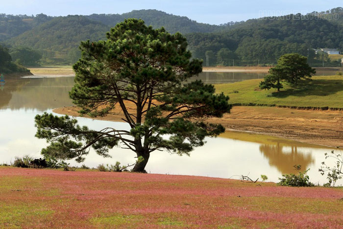 Picture 9 of Romantic rose grass hill in Da Lat