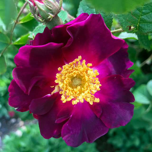 Picture 1 of Roses are coming soon