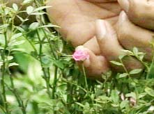 Picture 1 of Roses have a diameter ... 1cm