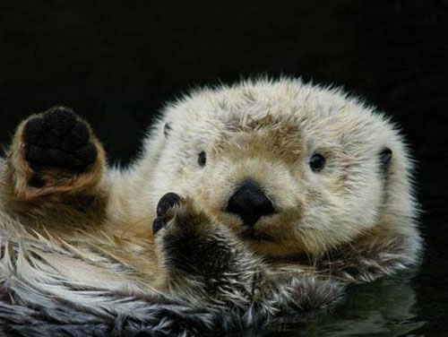 Picture 10 of 'Roses' in the animal world