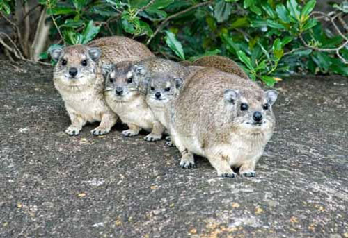Picture 5 of 'Roses' in the animal world