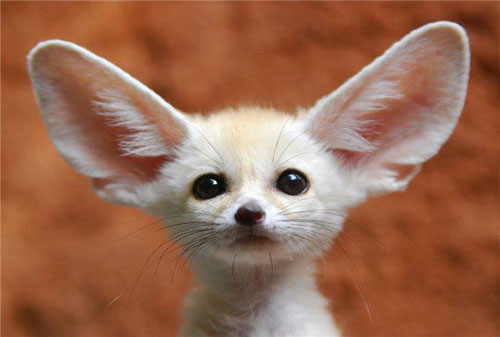 Picture 7 of 'Roses' in the animal world