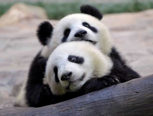 Picture 8 of 'Roses' in the animal world
