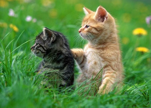 Picture 9 of 'Roses' in the animal world