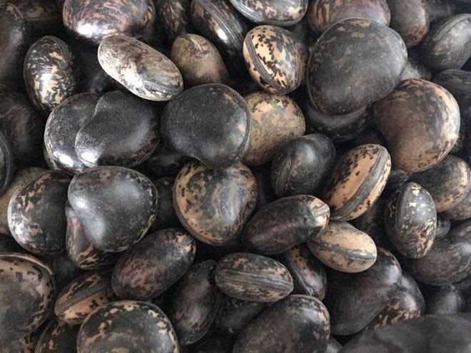 Picture 1 of Rushing to buy Laos beans to smoke venom, experts say carefully to avoid