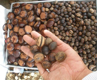 Picture 2 of Rushing to buy Laos beans to smoke venom, experts say carefully to avoid