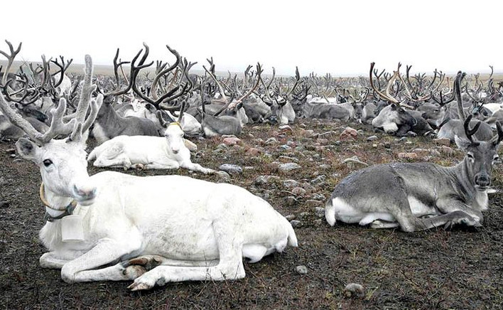 Picture 1 of Russia destroyed 250,000 reindeer to prevent anthrax