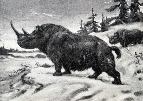 Picture 1 of Russia discovered thousands of years of rhino fossils