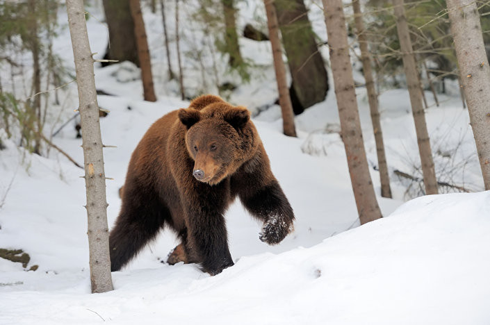 Picture 3 of Russia is the program of Taiga forest survival ability, the prize is up to 36 billion VND