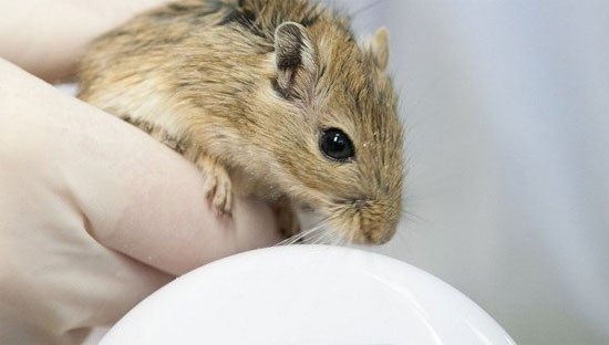 Picture 1 of Russia launched a satellite carrying mice, snails and fish