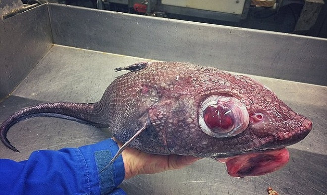 Picture 7 of Russian fishermen share a collection of ocean monsters that cause fever