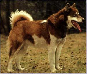Picture 1 of Russian police: Breeding new breeds between domestic dogs and wolves