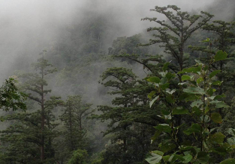 Picture 1 of Sa mu forest giant heritage on the Vietnam - Laos border