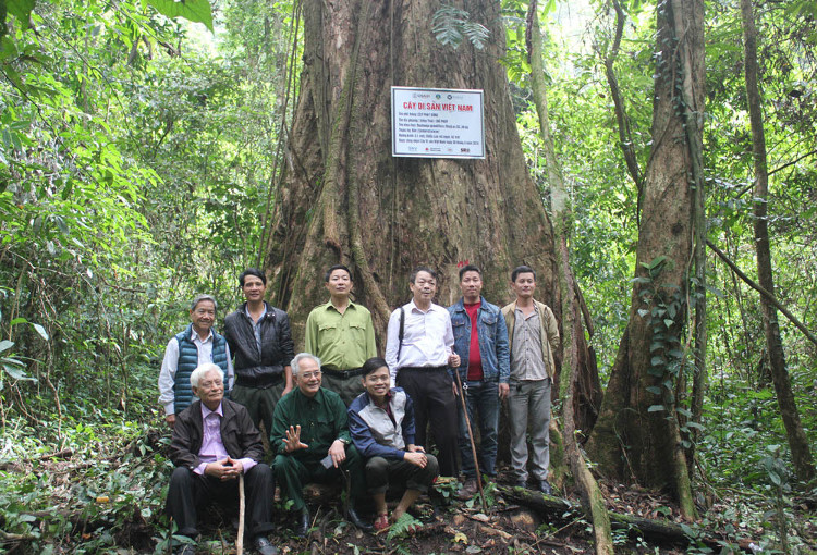 Picture 10 of Sa mu forest giant heritage on the Vietnam - Laos border