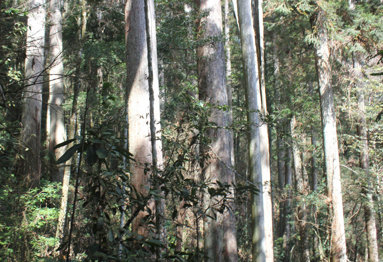 Picture 2 of Sa mu forest giant heritage on the Vietnam - Laos border