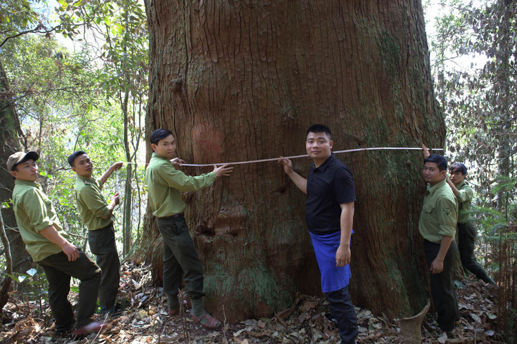 Picture 4 of Sa mu forest giant heritage on the Vietnam - Laos border