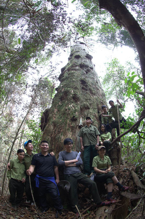 Picture 5 of Sa mu forest giant heritage on the Vietnam - Laos border