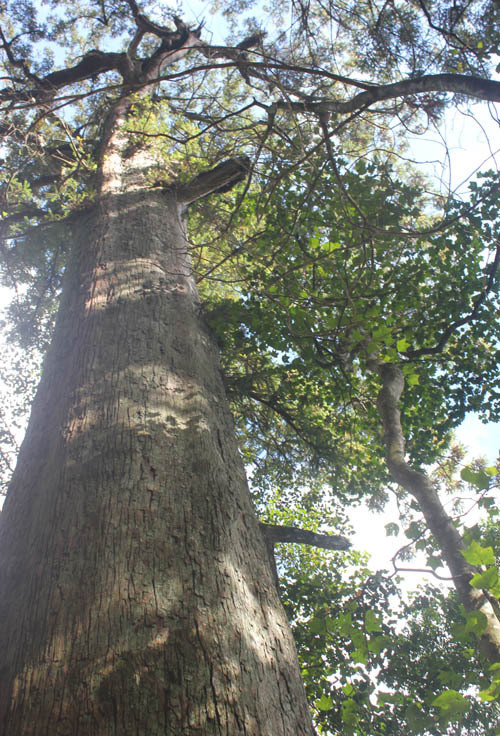 Picture 6 of Sa mu forest giant heritage on the Vietnam - Laos border