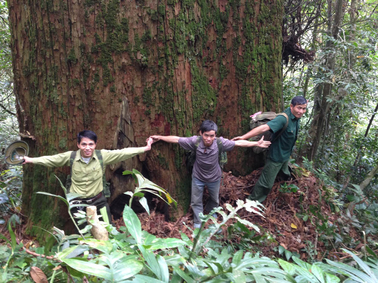 Picture 7 of Sa mu forest giant heritage on the Vietnam - Laos border