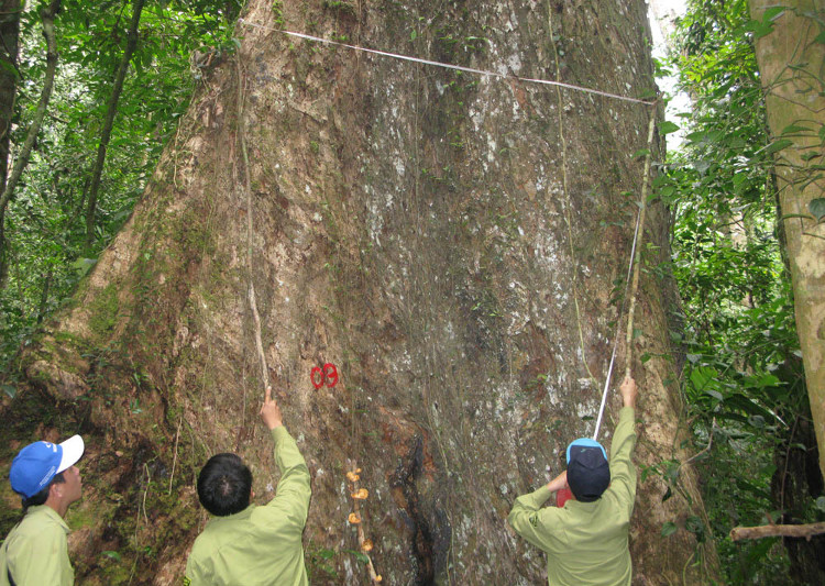 Picture 8 of Sa mu forest giant heritage on the Vietnam - Laos border