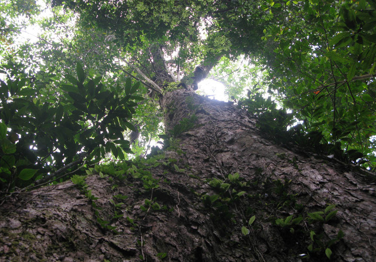 Picture 9 of Sa mu forest giant heritage on the Vietnam - Laos border