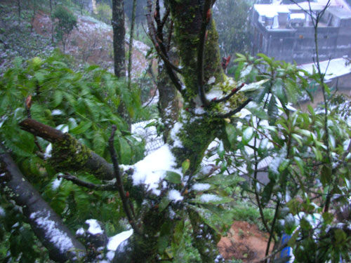 Picture 3 of Sa Pa is snowing