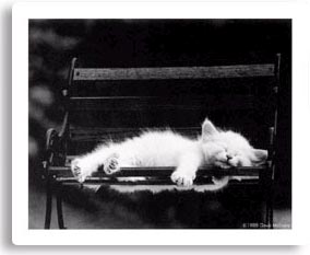 Picture 10 of Sad love story of a cat