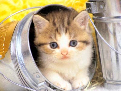 Picture 8 of Sad love story of a cat