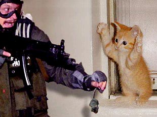Picture 9 of Sad love story of a cat