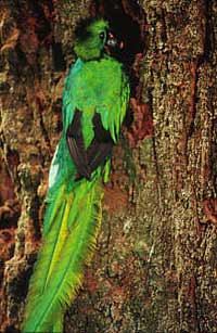 Picture 2 of Saddlebirds